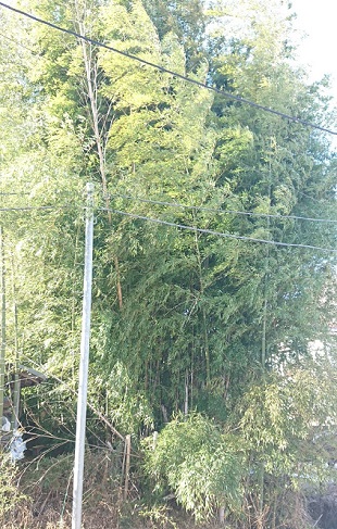 荒れた竹藪への対処法-おすすめの竹の切り方