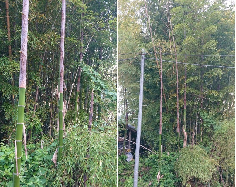 荒れた竹藪への対処法-おすすめの竹の切り方