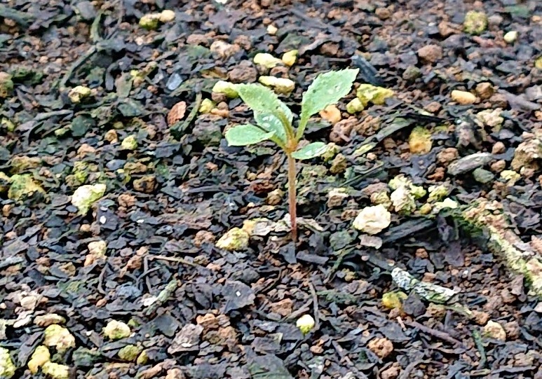 ドウダンツツジを種から育てる 栽培する