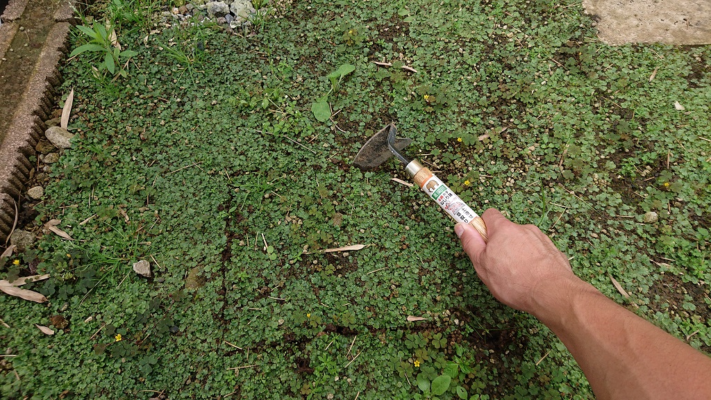 除草剤を使わず誰でも 簡単にゼニゴケを駆除する おすすめの対処方法